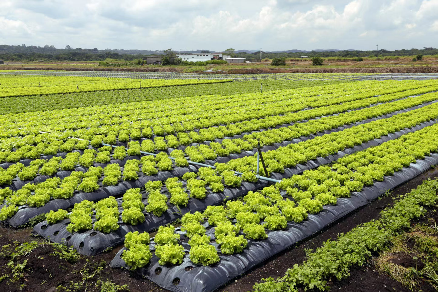 Woven Weed Barrier Fabric – Heavy Duty Ground Cover for Garden & Landscaping